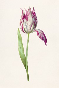 Single tulip flower botanical illustration template