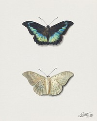 Boven- en onderaanzicht van een vlinder by <a href="https://www.rawpixel.com/search/Georgius%20Jacobus%20Johannes%20van%20Os?sort=curated&amp;page=1">Georgius Jacobus Johannes van Os</a> (1782&ndash;1861). Original from The Rijksmuseum. Digitally enhanced by rawpixel.​​​​​