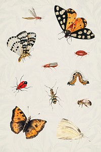Vintage Butterfly and insect set illustration template