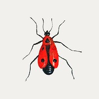 Vintage firebug illustration vector