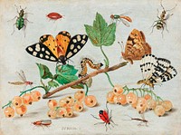 Insects and Fruits (1660&ndash;1665) by Jan van Kessel. Original from The Rijksmuseum. Digitally enhanced by rawpixel.