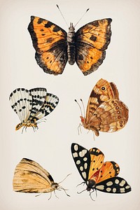 Vintage butterfly set illustration vector