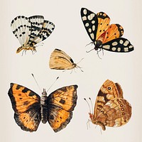 Vintage Butterfly set illustration vector