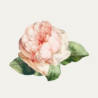 A single pink rose illustration vector