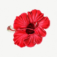 Blooming hibiscus flower psd botanical illustration