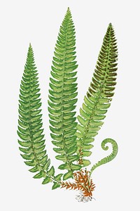 Aspidium Lonchitis fern leaf vector