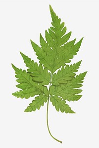 Aspidium Cicutarium fern leaf vector
