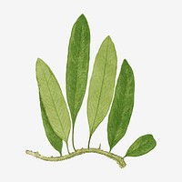 Polypodium Squamulosum fern leaf vector