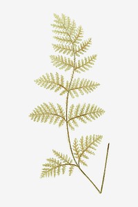 Nothochloena Eckloniana fern leaf vector