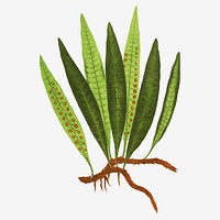 Polypodium Lycopodioides fern leaf vector