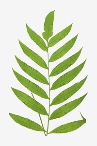 Polypodium Inaequale fern leaf vector