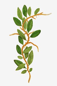 Polypodium Owariense fern leaf vector