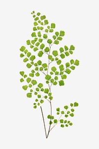 Adiantum Assimile fern leaf vector