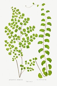 Adiantum Assimile and A. Lunulatum from Ferns: British and Exotic (1856-1860) by <a href="https://www.rawpixel.com/search/Edward%20Joseph%20Lowe?sort=curated&amp;type=all&amp;page=1">Edward Joseph Lowe</a>. Original from Biodiversity Heritage Library. Digitally enhanced by rawpixel.
