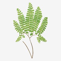 Adiantum Pedatum (Northern Maidenhair Fern) fern leaf vector