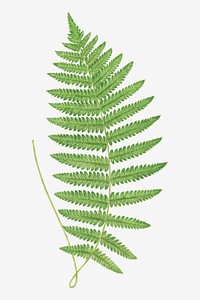 Aspidium Thelypteris fern leaf vector