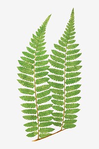 Alsophila Radens fern leaf vector