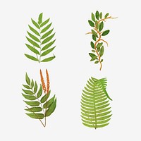 Set of vintage fern leaves vector