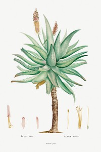 Aloe Ferox Image from Histoire des Plantes Grasses (1799) by <a href="https://www.rawpixel.com/search/Pierre%20Joseph%20Redout%C3%A9?sort=curated&amp;type=all&amp;page=1">Pierre-Joseph Redout&eacute;</a>. Original from Biodiversity Heritage Library. Digitally enhanced by rawpixel.