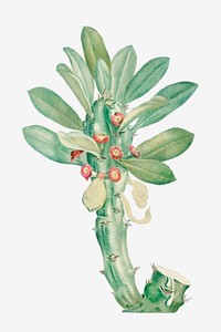 Vintage Euphorbia Neriifolia vector