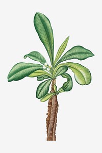Vintage Euphorbia Lophogona vector