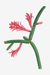 Vintage Cactus Flagelliformis vector