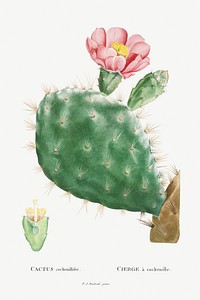 Cactus Cochenillifer Image from Histoire des Plantes Grasses (1799) by <a href="http://www.rawpixel.com/search/Pierre%20Joseph%20Redout%C3%A9?sort=curated&amp;type=all&amp;page=1">Pierre-Joseph Redout&eacute;</a>. Original from Biodiversity Heritage Library. Digitally enhanced by rawpixel.