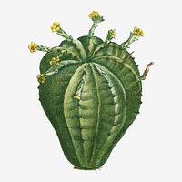 Vintage Euphorbia Meloformis vector