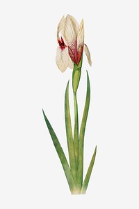 Vintage Iris flower illustration vector