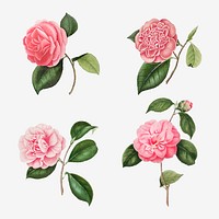 Vintage set of pink Camellia flowers vector