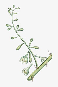 Vintage Furcraea Gigantea (Mauritius Hemp) illustration