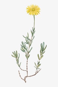 Vintage Mesembryanthemum Glaucum (Noon Flowers) illustration