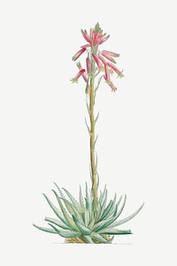 Vintage Aloe Humilis (Hedgehog Aloe) illustration