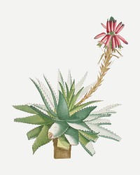 Vintage Aloe Rhodacantha (Aloe Glauca Miller) illustration