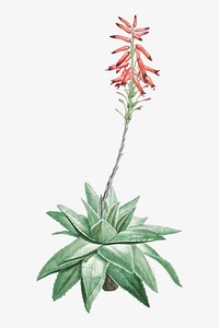 Vintage Aloe Serra illustration