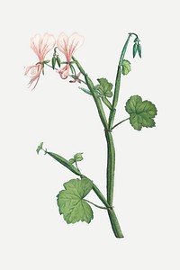 Vintage Pelargonium Tetragonum (Square&ndash;Stemmed Pelargonium) illustration