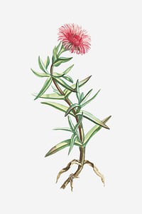 Vintage Mesembryanthemum Acinaciforme (Elands Sourfig) illustration