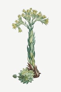 Vintage Sempervivum Hirtum (Rolling Hen and Chicks) illustration