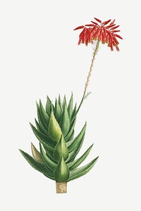 Vintage Aloe Mitroeformis (Mitre Aloe) illustration