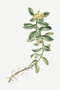 Vintage Sedum Aizoon (Aizoon Stonecrop)  illustration