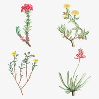 Vintage cactus and succulents botanical illustration set