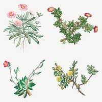 Vintage cactus and succulents botanical illustration set