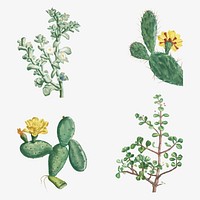 Vintage cactus and succulents botanical illustration set