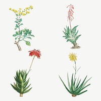 Vintage cactus and succulents botanical illustration set