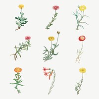 Vintage cactus and succulents botanical illustration set