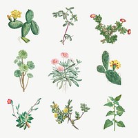 Vintage cactus and succulents botanical illustration set