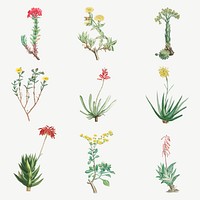 Vintage cactus and succulents botanical illustration set