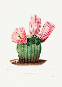 Rainbow Cactus (Echinocactus Pectiniferus) from Iconographie descriptive des cactées by <a href="https://www.rawpixel.com/search/Charles%20Antoine%20Lemaire?sort=curated&amp;page=1">Charles Antoine Lemaire</a> (1801&ndash;1871). Original from Biodiversity Heritage Library. Digitally enhanced by rawpixel.