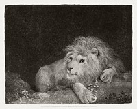 A Lion: A recumbent Lion (1788) print in high resolution by George Stubbs. Original from The Yale University Art Gallery. Digitally enhanced by rawpixel.