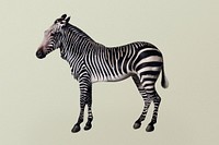Zebra psd vintage illustration, remixed from artworks by George Stubbs